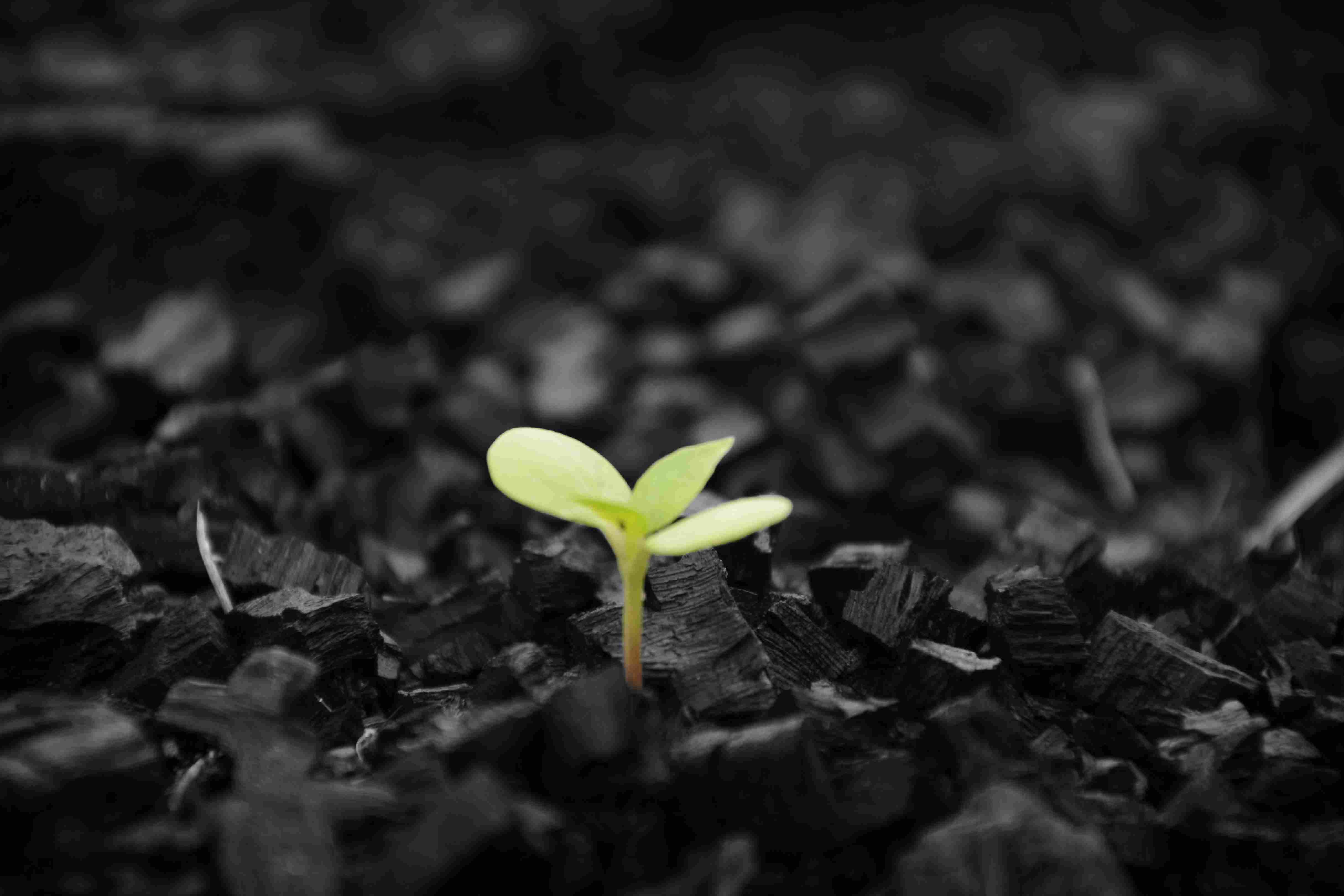 Photography by Surya Teja